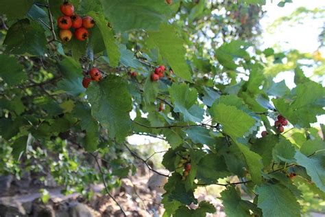 Crataegus mollis (Downy Hawthorn, Hawthorn, Red Haw, Scarlet Hawthorn ...