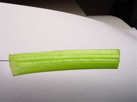 Celery sticks 1 Free Photo Download | FreeImages