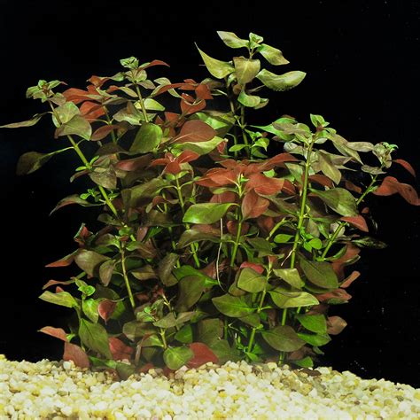 Ludwigia repens — Florida Aquatic Nurseries