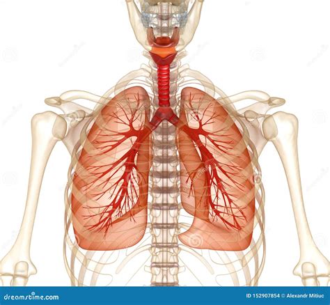 Human Lungs, Trachea and Skeleton Stock Illustration - Illustration of medical, human: 152907854