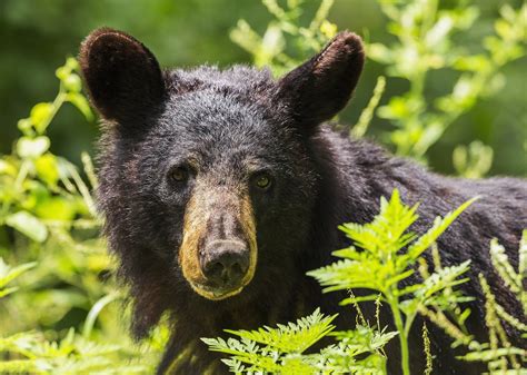 Trail resident suffers two bear break-ins in one week - My Grand Forks Now