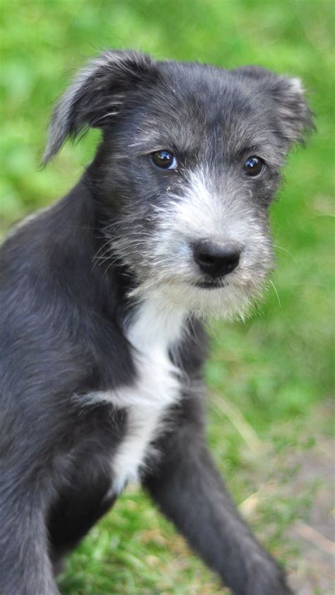 Gorgeous lurcher pup