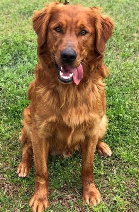 Dark Red Golden Retriever Breeders Near Me - Dark Red Golden Retriever Puppies For Sale Near Me ...