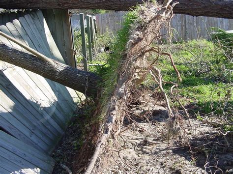 Property Law and Tree Damage | Gardening in the Panhandle