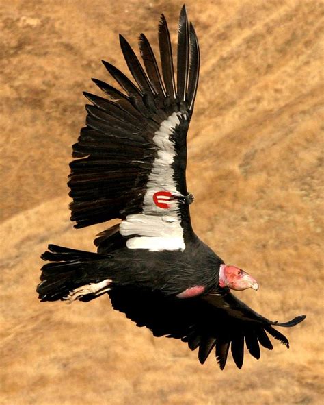 The Rebirth of the California Condor, Threatened with Extinction 40 ...