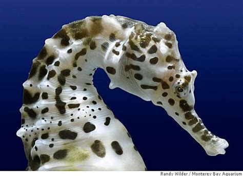 Sea horse fun facts Sea horses bump jellyfish at Monterey aquarium