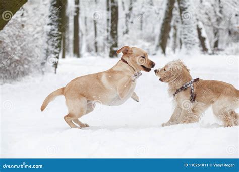 Dogs Playing in Snow. Winter Dog Walk in the Park Stock Image - Image ...