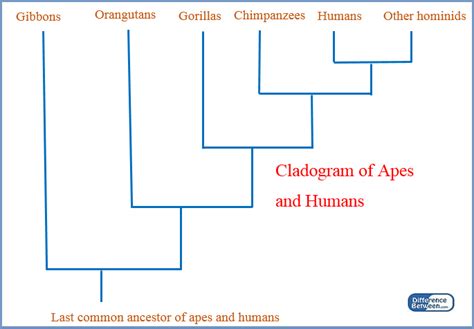 Difference Between Cladogram and Phylogenetic Tree | Compare the Difference Between Similar Terms