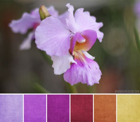 Color Palette #121 :: Orchids and Bougainvillea | Nature color palette ...