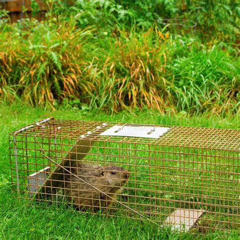 What is the Best Groundhog Bait for Trapping Them? - GardensAll