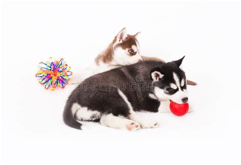 Two Siberian Husky Puppy Playing with a Toys. Stock Photo - Image of background, ball: 120832822