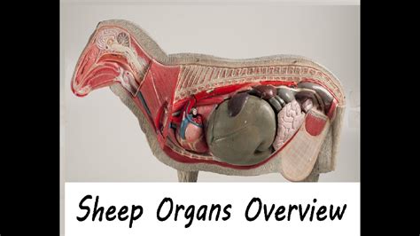 Sheep Anatomy Sheep Organs Muscles And Skeleton Anatomystuff | Porn Sex ...