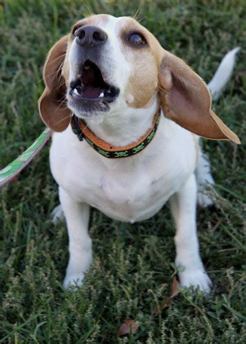 Beagle Barking | Shyrynn | Flickr