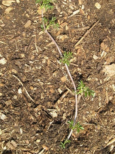 Propagating Elderberry Bushes From Cuttings • New Life On A Homestead | Elderberry bush ...