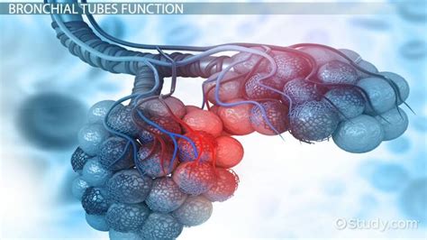 Bronchial Tubes Structure Functions Location