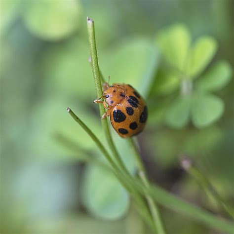 Squash Lady Beetle (Epilachna borealis) - Epilachna borealis - BugGuide.Net