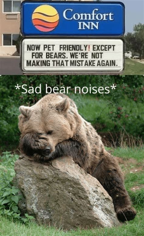 *Sad bear noises* : r/memes