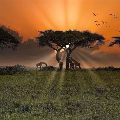 The beautiful plains of Africa - Random | Africa sunset, African sunset ...