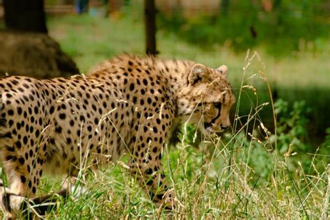 10 Cheetah Adaptations (Evolutionary Secrets!) – Fauna Facts