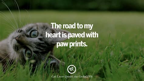 25 Cute Cat Images With Quotes For Crazy Cat Ladies, Gentlemen And Lovers