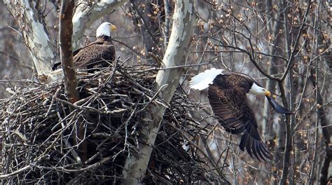 Nesting eagles thrive in the Cleveland Metroparks (video and slideshow) | Cleveland metroparks ...