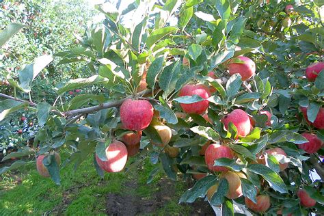 Organic Gala Apples | Produce Geek