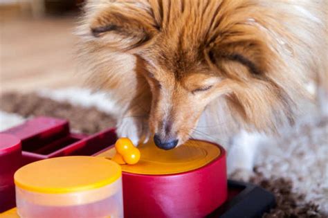 The 25 Best Interactive Dog Toys Of 2020