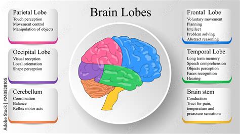 Brain lobes vector illustration. Human brain infographic vector. Brain ...