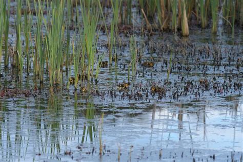 Mallard Ducklings Feeding in Wetland Pond Stock Image - Image of bird, small: 248009217