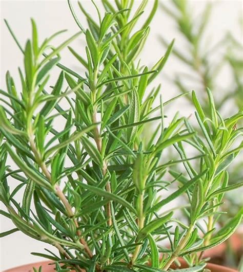 Rosemary Plant — Plan A Plant