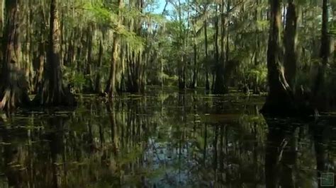 Postcard: Caddo Lake - Texas Parks and Wildlife [Official] - YouTube