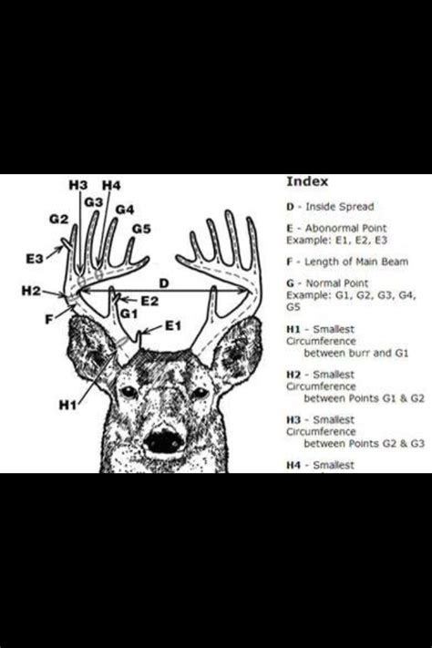 List Of How To Score A Buck Deer References