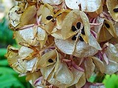 Eucomis bicolor - Wikimedia Commons