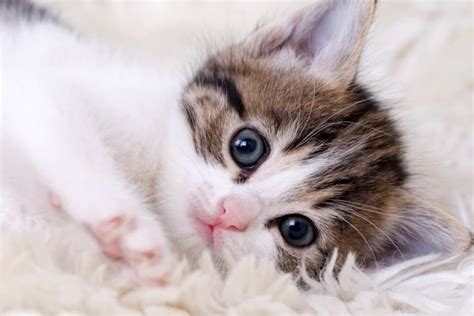 Why Are Cats So Cute? 10+ Adorable Reasons - Great Pet Living