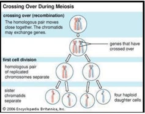 Crossing over during Meiosis, forming four haploid daughter cells (half... | Download Scientific ...