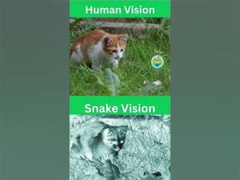 Snake vision VS Human vision | Snake eye view comparison - YouTube