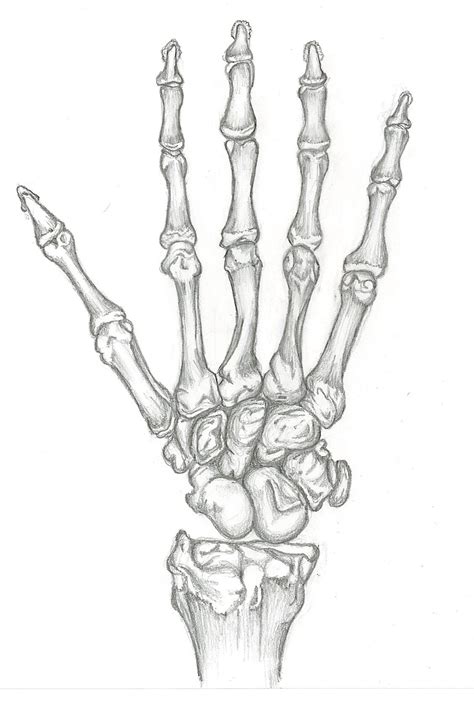 Study of Skeleton Hand by SkeletonOfARose on DeviantArt