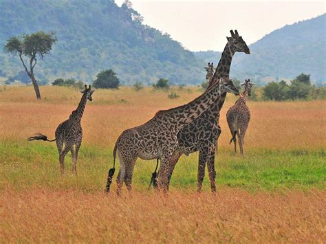 Chimpanzees, leopards and giraffes among 34 species to receive ...
