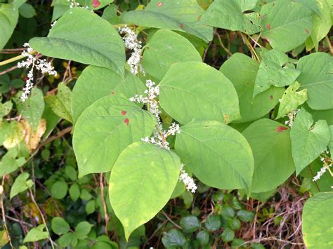 How To Identify Japanese Knotweed: In-Depth Knotweed Identification with Pictures | Phlorum