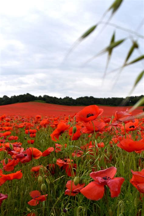 Remembrance Day poppy field – Vanderwell Contractors (1971) Ltd.