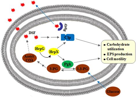 Frontiers | Phosphoglycerate Kinase Is Involved in Carbohydrate Utilization, Extracellular ...