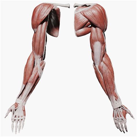 Human Arm Anatomy Muscle Bone system 3D model - TurboSquid 2063523