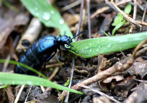 Free Images : nature, forest, grass, leaf, flower, wildlife, green, flora, fauna, invertebrate ...