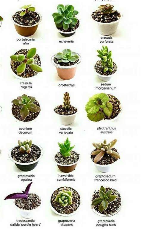 Pin de Móni Flores em suculentas y cactus | Nomes de suculentas, Suculentas, Jardins pequenos