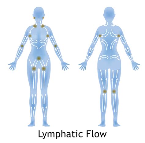 Lymphatic System Map