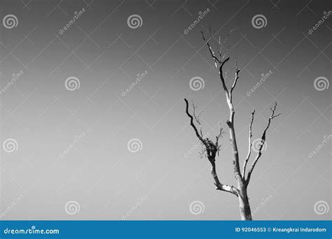 Alone Dead Tree In Black And White Stock Photo | CartoonDealer.com ...