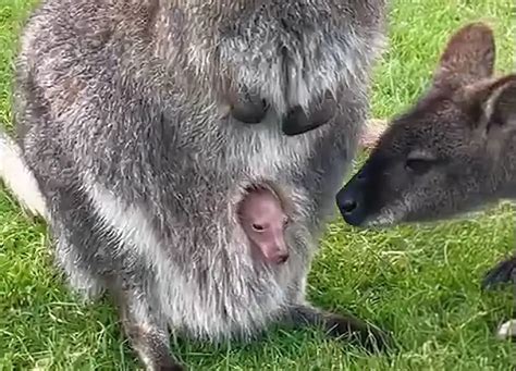 WATCH: Cute baby wallaby born at Tapnell - First on the farm in four years!