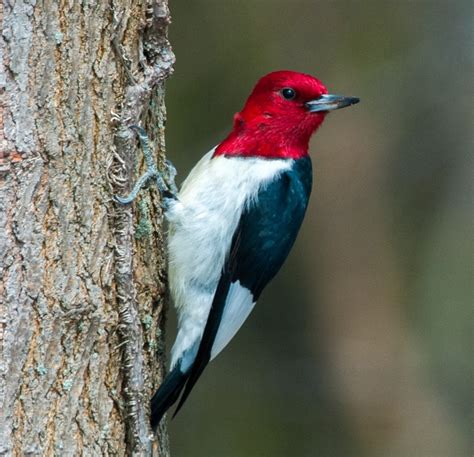 Red-headed Woodpecker recovery strategy | ontario.ca