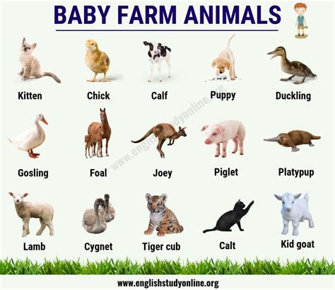 Baby Farm Animals: List of 15+ Popular Names of Baby Animals in English - English Study Online ...