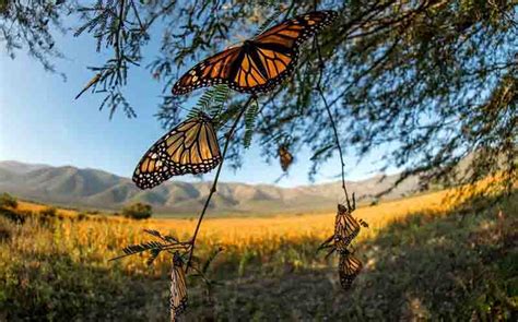 TOUR Mariposa Monarca - Al mejor Santuario de MÉXICO